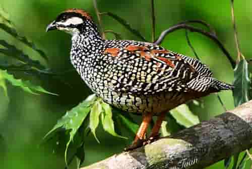 tieng-da-da-moi-1 tiếng chim đa đa kêu