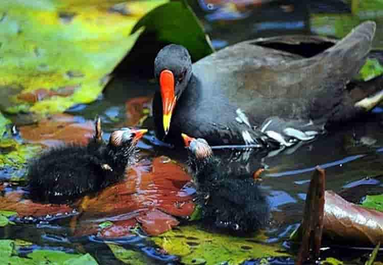 tieng-trich-re-1 tiếng chim trách ré gà nước