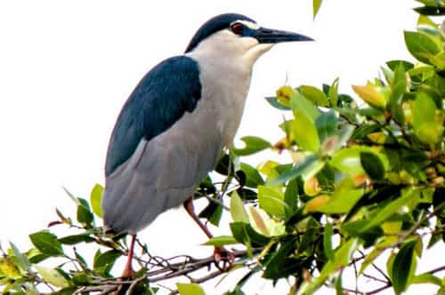 tieng-vac-keu-1 Tiếng vạc kêu