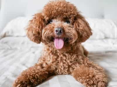 toy-poodle chó Toy Poodle