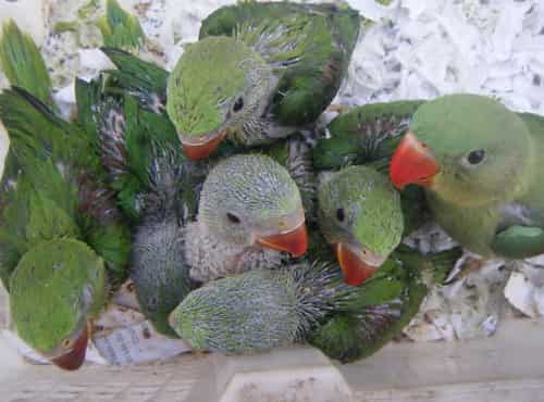 vet-xich-non vẹt xích non