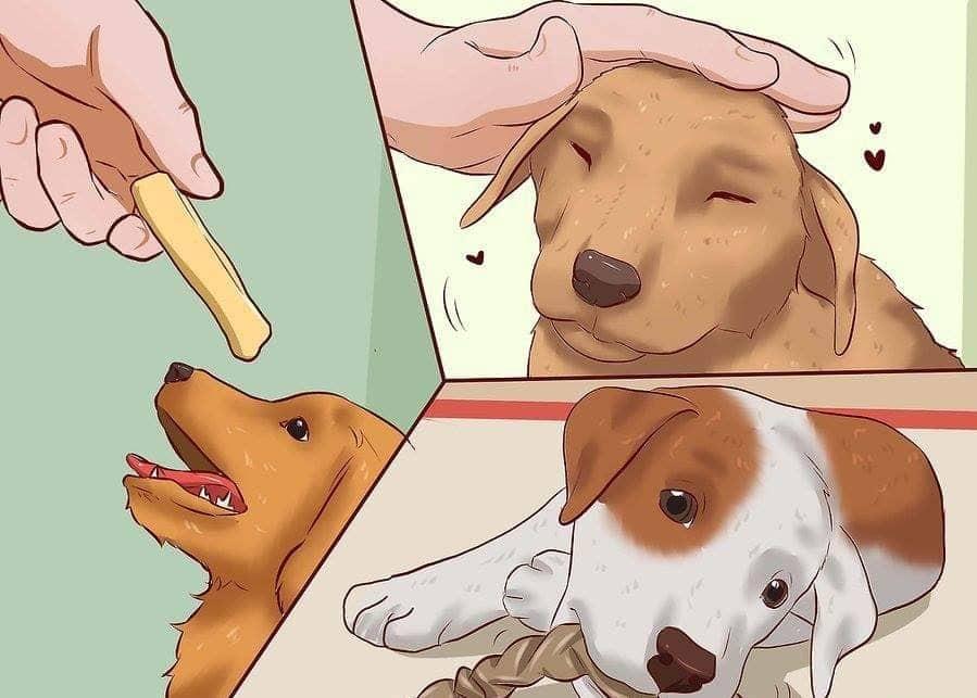 4 bài tập huấn luyện chó đơn giản tại nhà