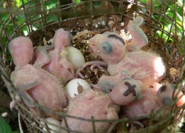 Vẹt nam mỹ còn nhỏ mới nở ra khỏi trứng vẹt