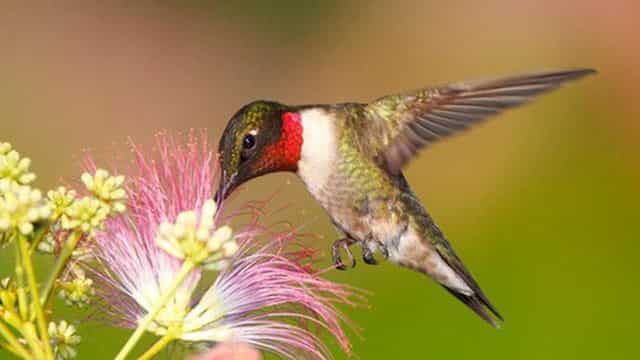 chim ruồi đang hút mật hoa