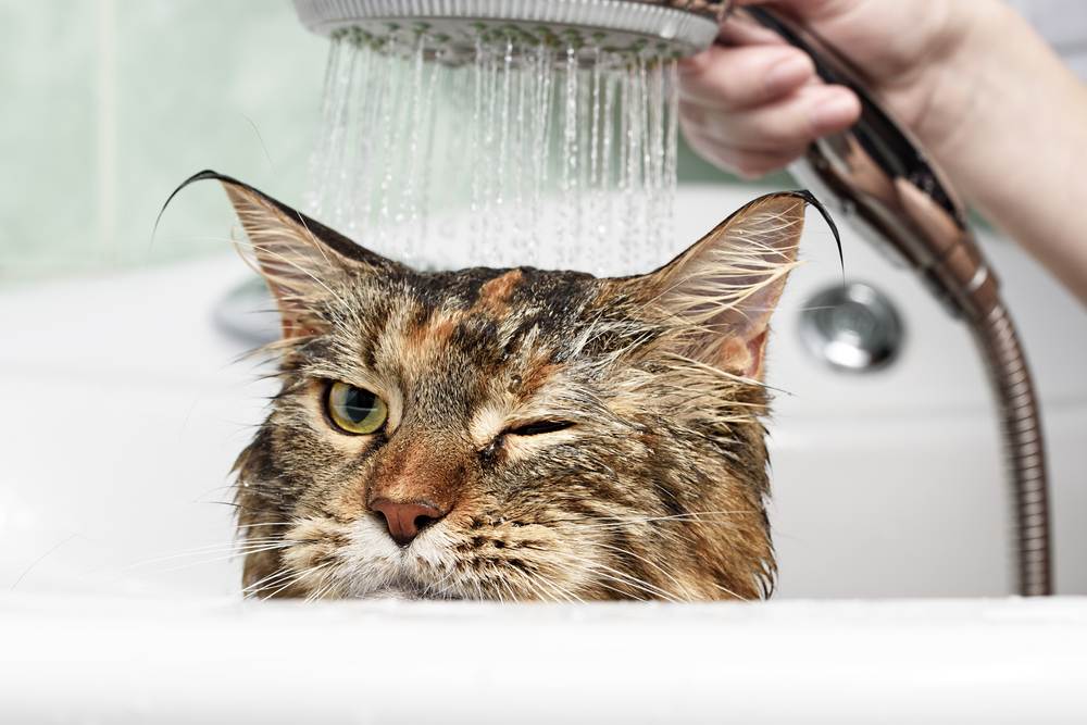 Mèo không thích nước