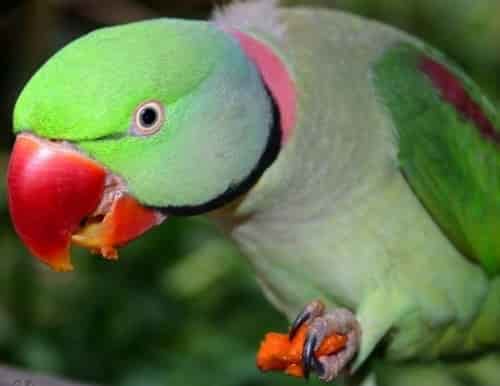Hình ảnh miễn phí: con vẹt macaw, thiên nhiên, chim, mỏ, động vật hoang dã,  lông, động vật